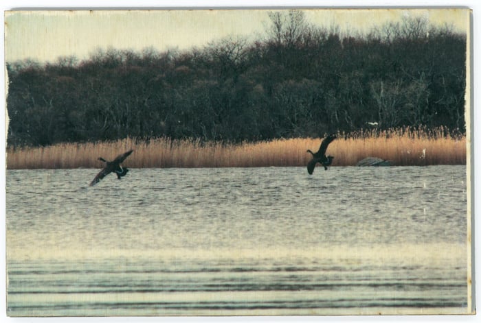 Image of Jess Repose's Slow Photography: Ducks