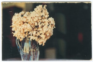 Image of Jess Repose's Slow Photography: Hydrangea