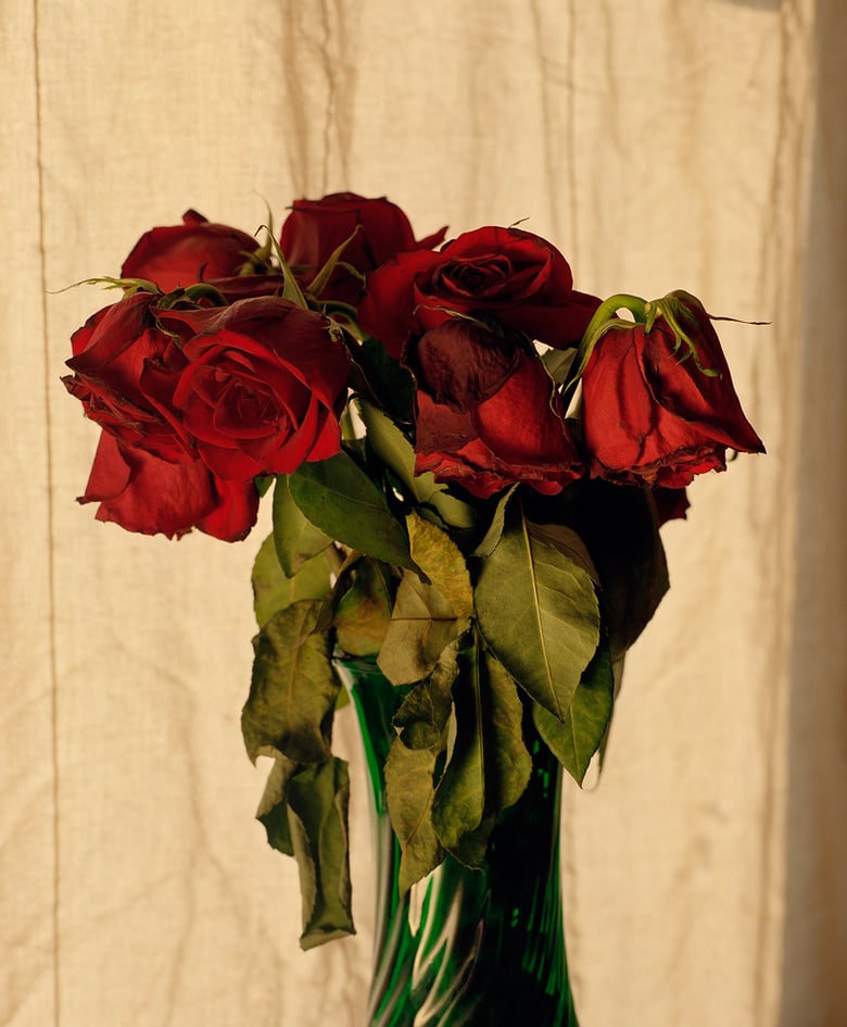 Image of Roses in the Morning print
