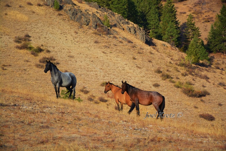 Image of Trio on Range