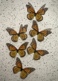 Image 1 of Monarch Beauty (Set of 6)