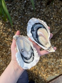 Image 1 of Hand Painted Oyster