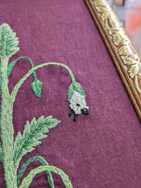Image 3 of Vegetable Lamb of Tartary