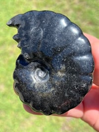 Image 5 of Black Ammonite Fossil With Pyrite | Madagascar #2634