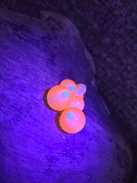 Image 3 of Peach with Blue Dot- Assortment