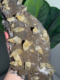 Image 10 of XXL SWEETWATER CALCITE WITH PYRITE -MISSOURI- PORCUPINE POCKET 2025 A