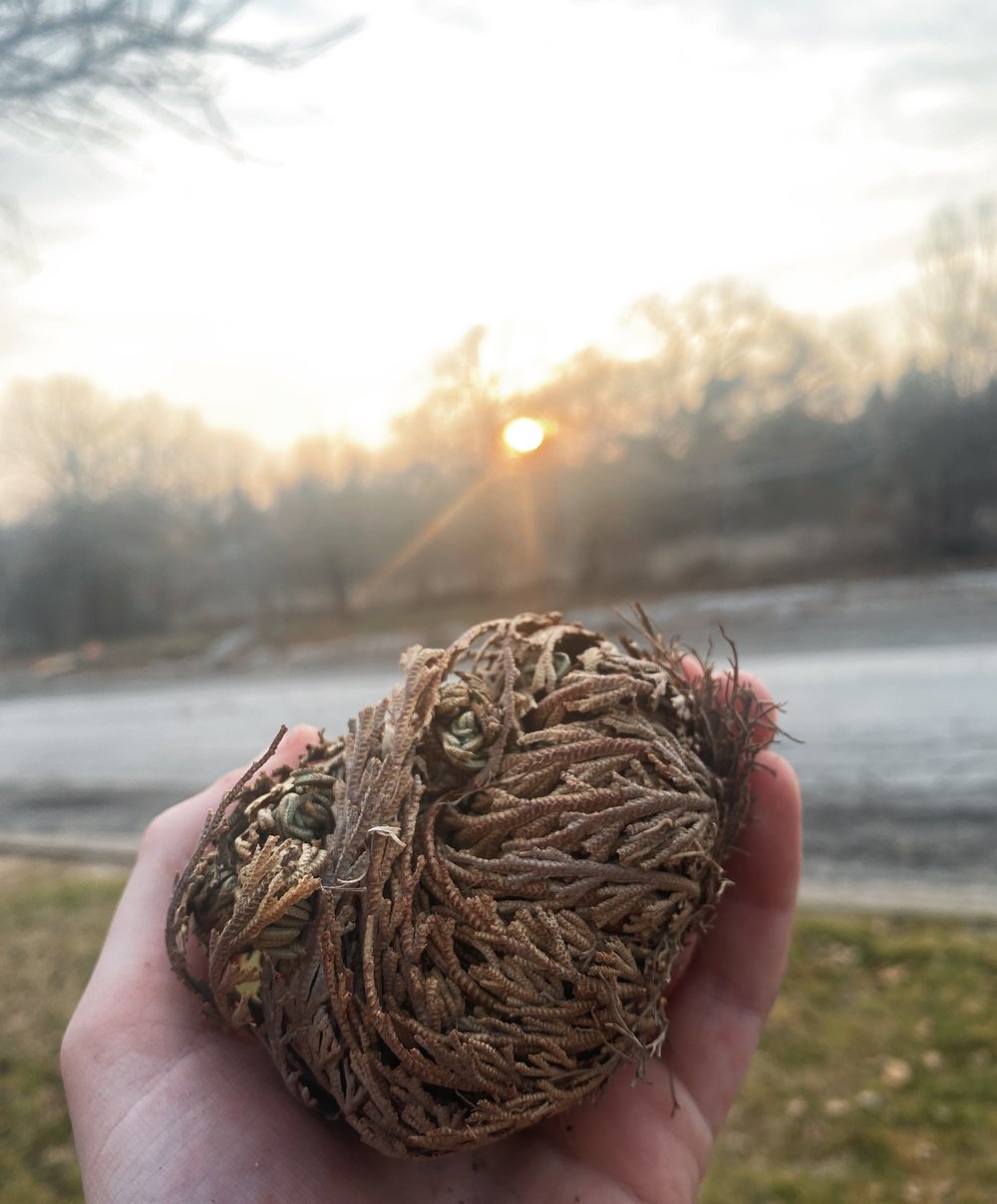 Image of Rose Of Jericho (Resurrection Plant)￼