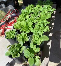 Image 1 of Nor Cal Tobacco