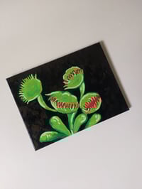 Image 2 of Venus Fly Trap