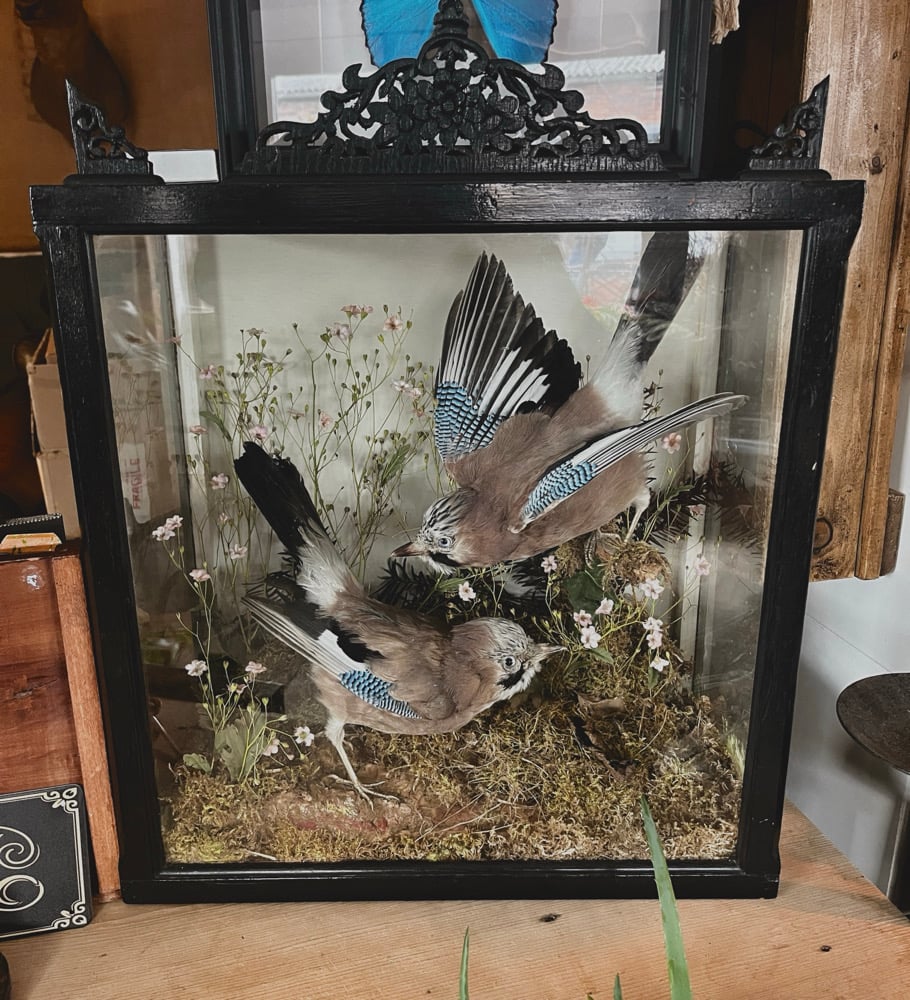 Image of Unique Victoriana Case Of Jays 