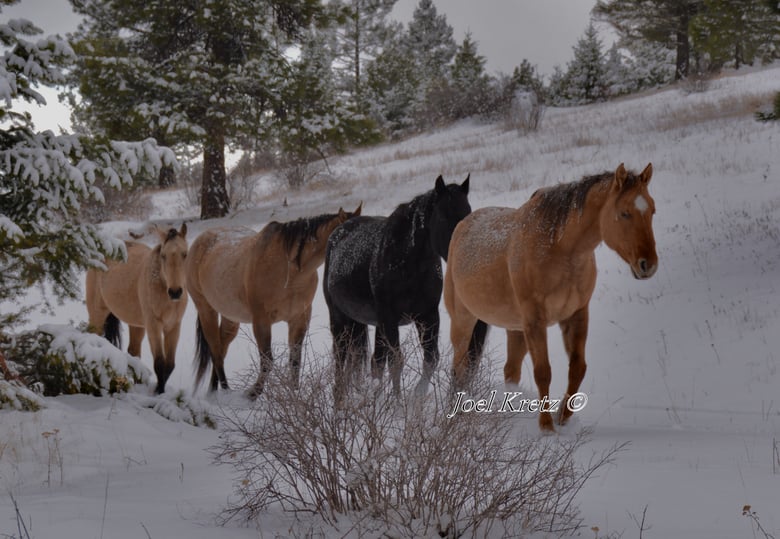 Image of Cold Winter March