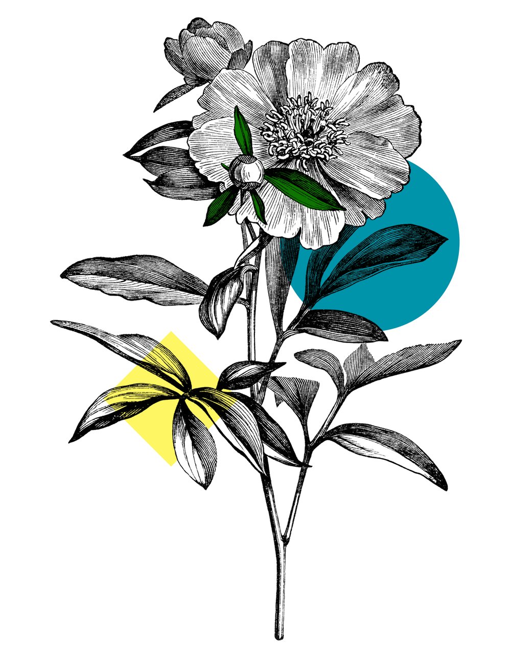 Image of Stay In Time - Flower