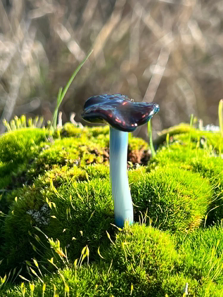 Image of Blue Staining Mushroom Plant Spike 5