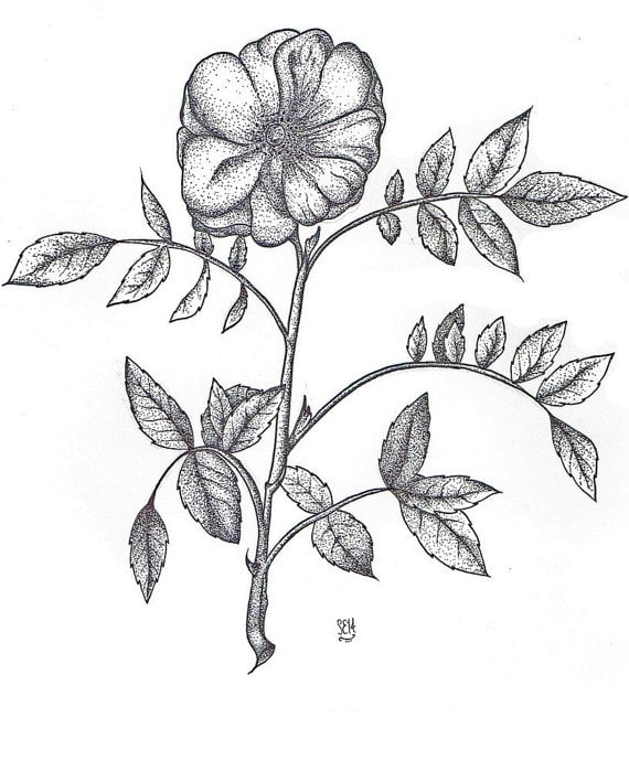 Image of Rosoideae (limited print)