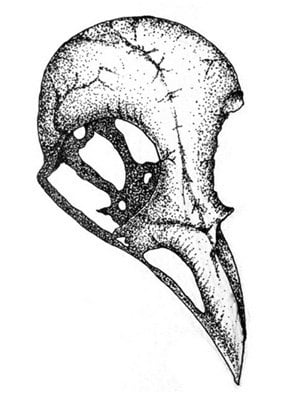 Image of Wood-Shrike Skull (Limited Print)