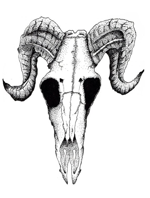 Image of Ram Skull (Limited Print)