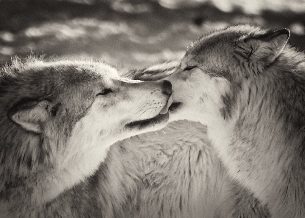 Image of Love is Universal