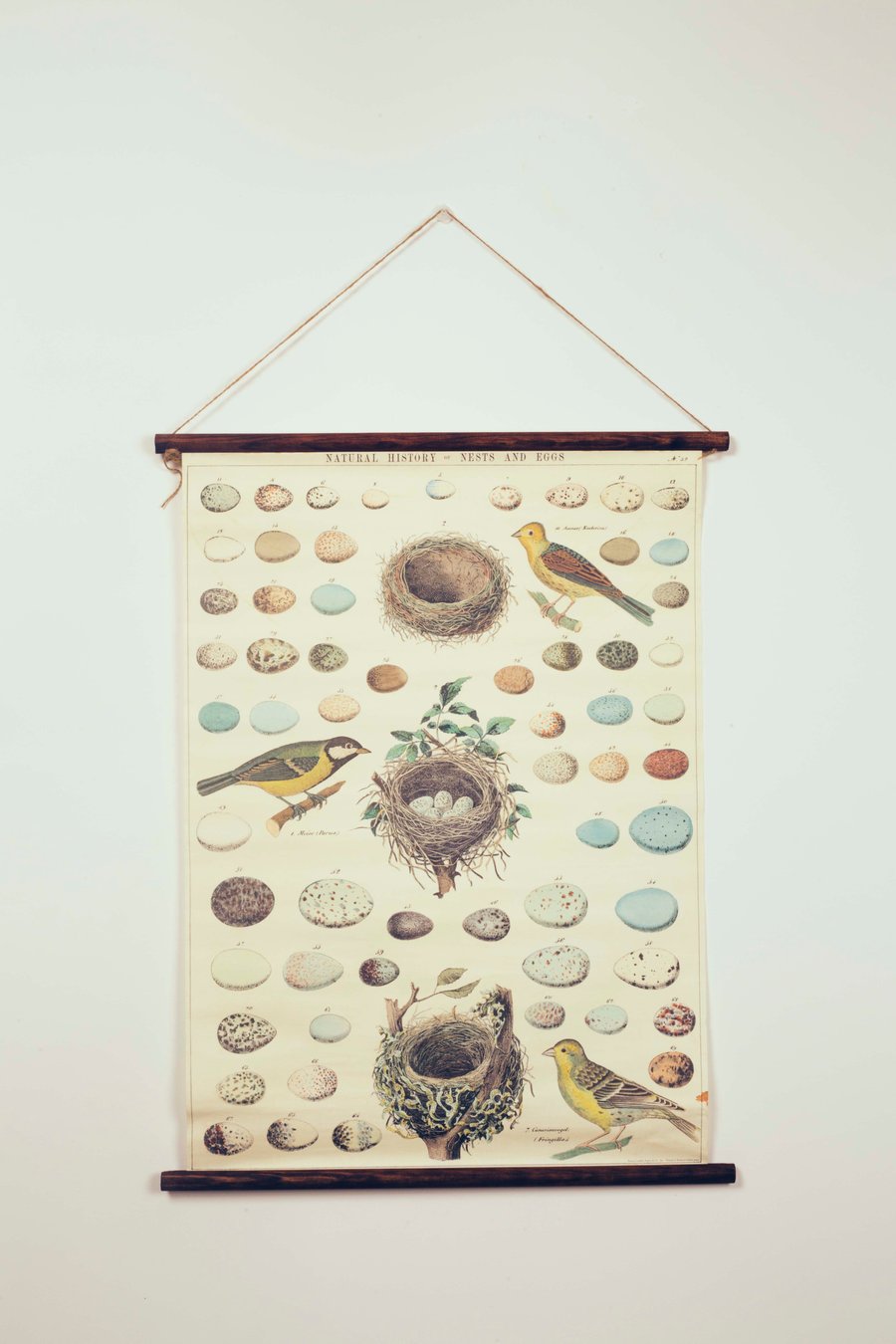 Image of Poster Vintage Nets & Eggs
