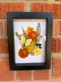 Marigold- Statira Sulphur