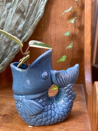 Image 1 of Sea Star Hoya in Fish Pot