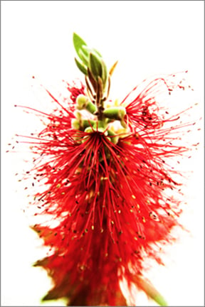 Image of Greeting Card. Bottlebrush Callistemon. Australian Native Flora. 