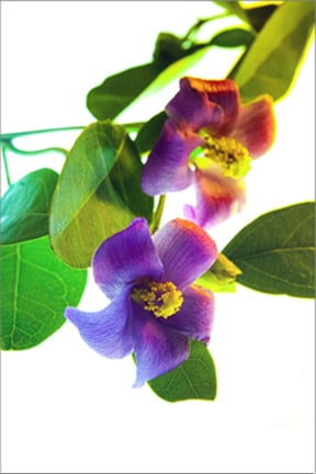 Image of Greeting Card. Lagunaria patersonii Primrose Tree. Australian Native Flora.