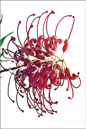 Image of Greeting Card. Grevillea Ned Kelly. Australian Native Flora. 