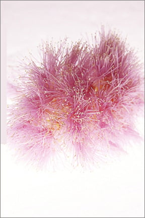 Image of Greeting Card. Lilly Pilly Powder Puff. Australian Native Flora. 
