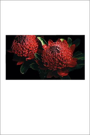 Image of Greeting Card. Waratah Telopea. Australian Native Flora.
