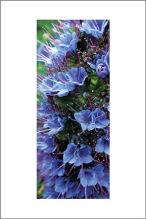 Image of Greeting Card. 'Pride of Madeira' Echium Candicans
