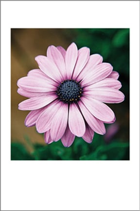 Image of Greeting Card. Purple Daisy. Classic Flower Collection. 