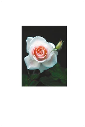 Image of Greeting Card. Pale Lady Rose. Classic Flower Collection.