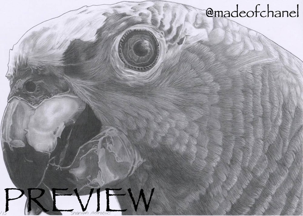 Image of Graphite Bird Print (A3)