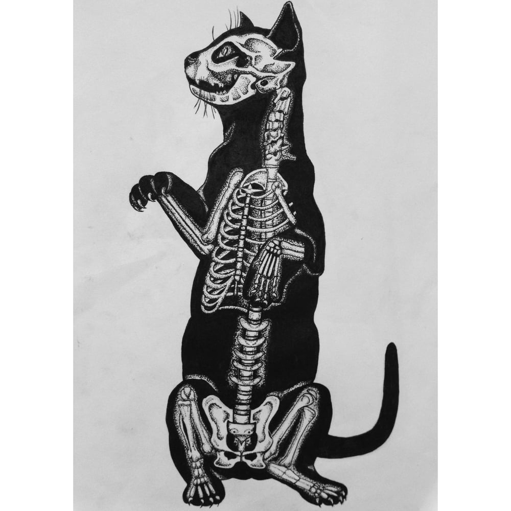 Image of Anatomical Cat