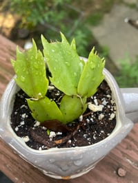Image 2 of Thanksgiving Cactus in Gray Owl Mug