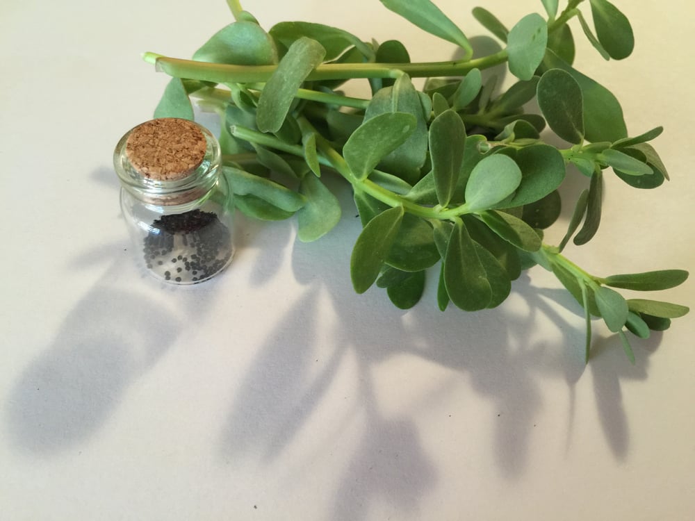 Image of Organic Purslane Seeds