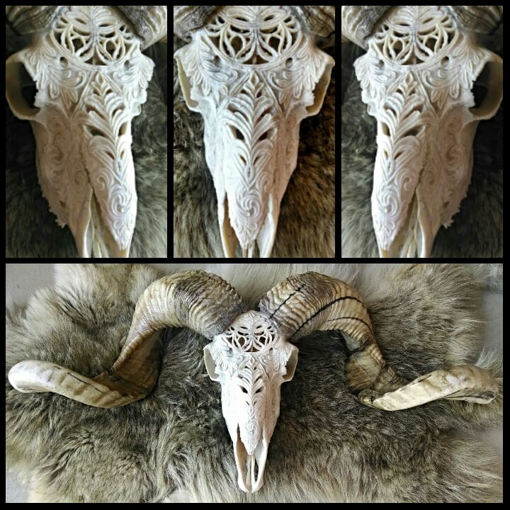 Image of Ram skull 25.5 inches wide