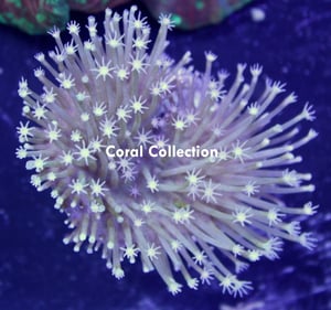 Image of CC Large Polyp Toadstool