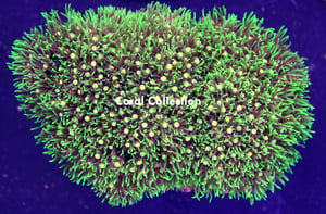 Image of Star Polyp Colony