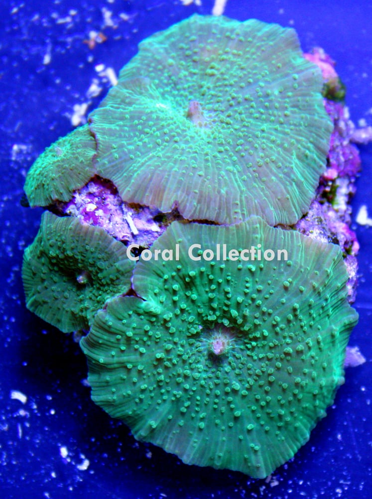 Image of Neon Mushroom 