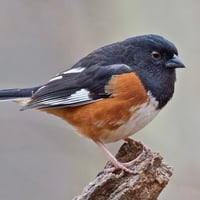 Image 1 of **Preorder for Michelle**