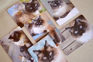 Image of  Set of Six Charlene Butterbean Postcards 