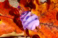 Image 2 of Cotton Candy Cat Paw