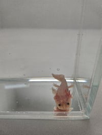 Image 2 of Chris P. Bacon