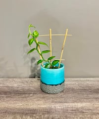 Image 2 of Vanilla Orchid