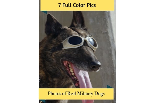 Image of 7 Full-Color Military Dogs Photos for Your Classroom