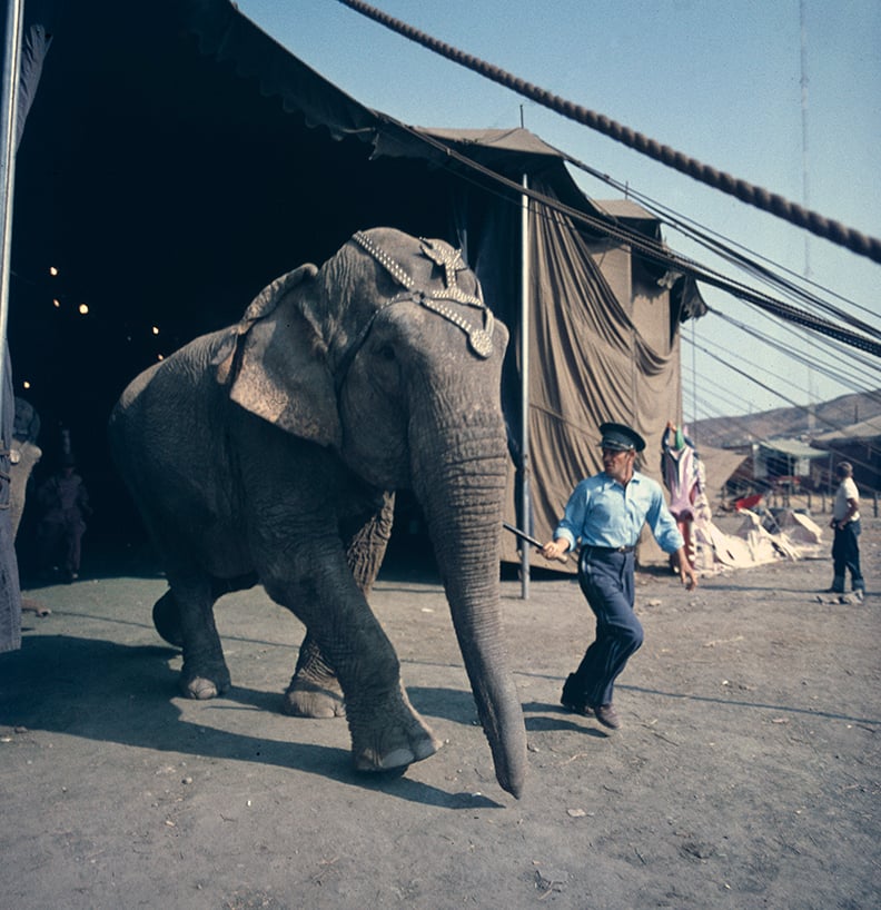 Image of A circus elephant in a rare, color 1940's photograph