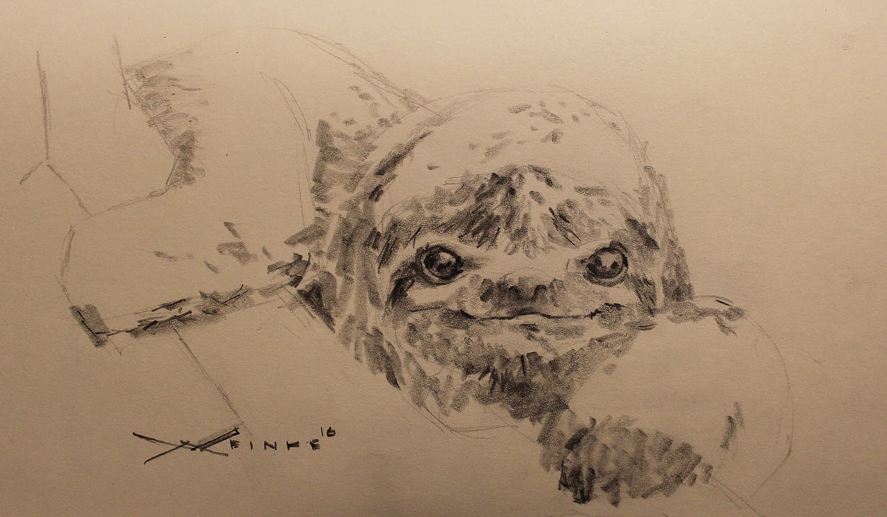 Image of Original Graphite Drawing - Sloth