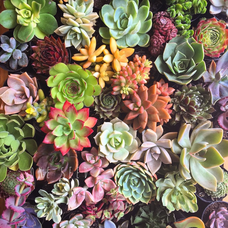 Image of Pretty Pots of Succulents