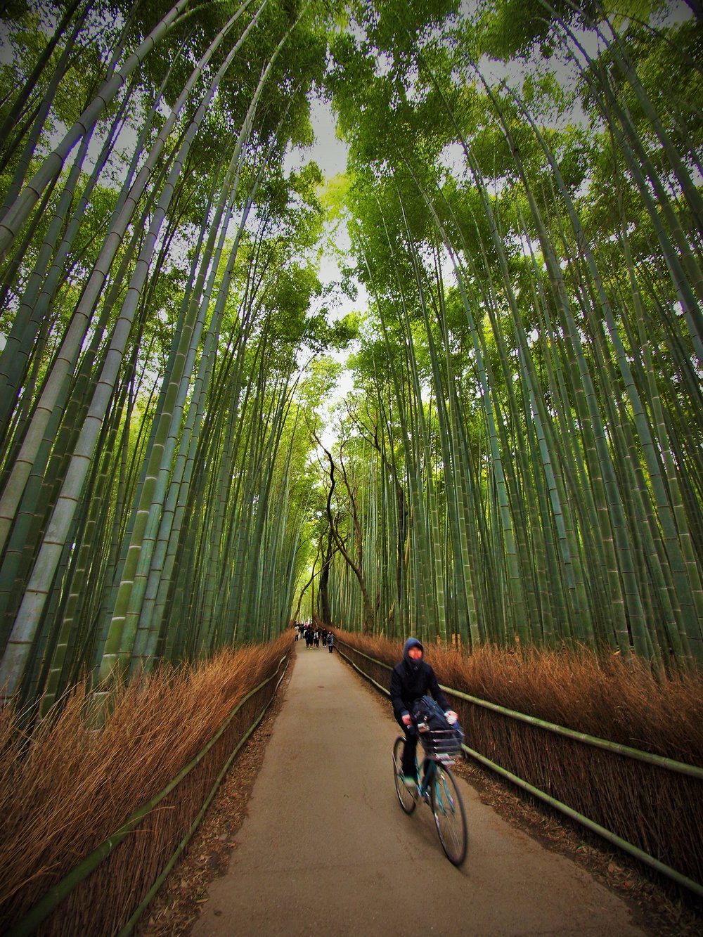 جنگل بامبو (کیوتو، ژاپن) | 20 میشم